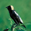 Bobolink